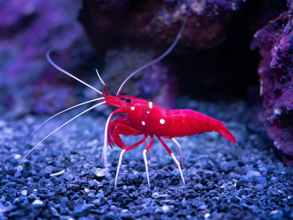 Une alimentation variée pour des crevettes heureuses en aquarium